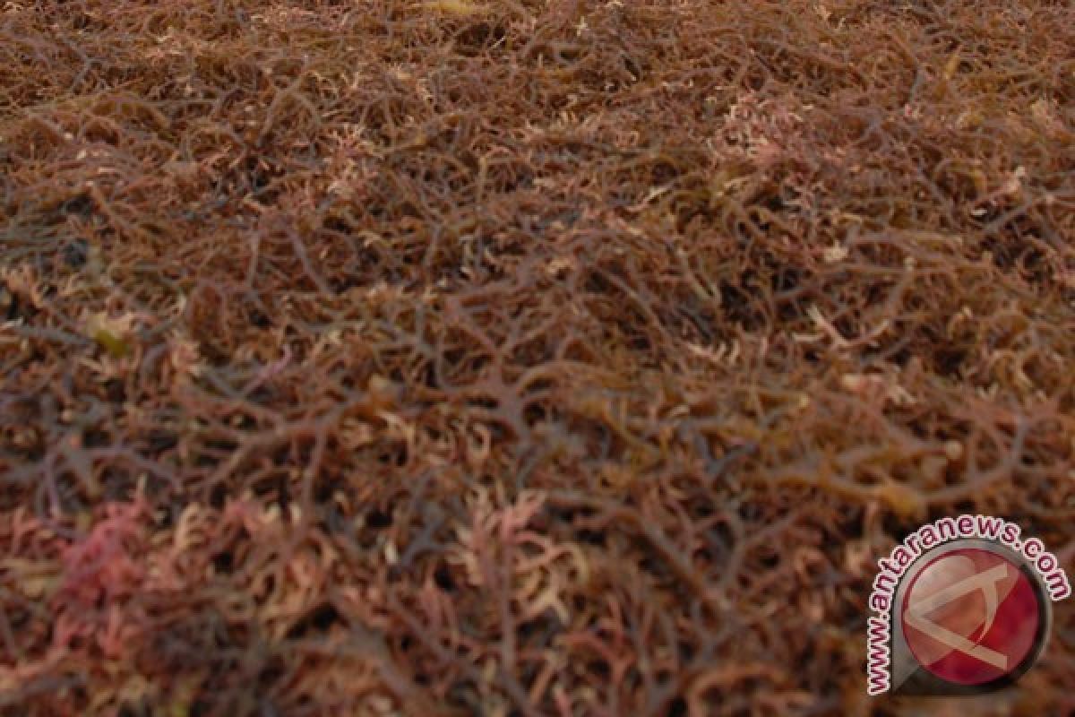 Petani rumput laut diharapkan manfaatkan sistem resi gudang