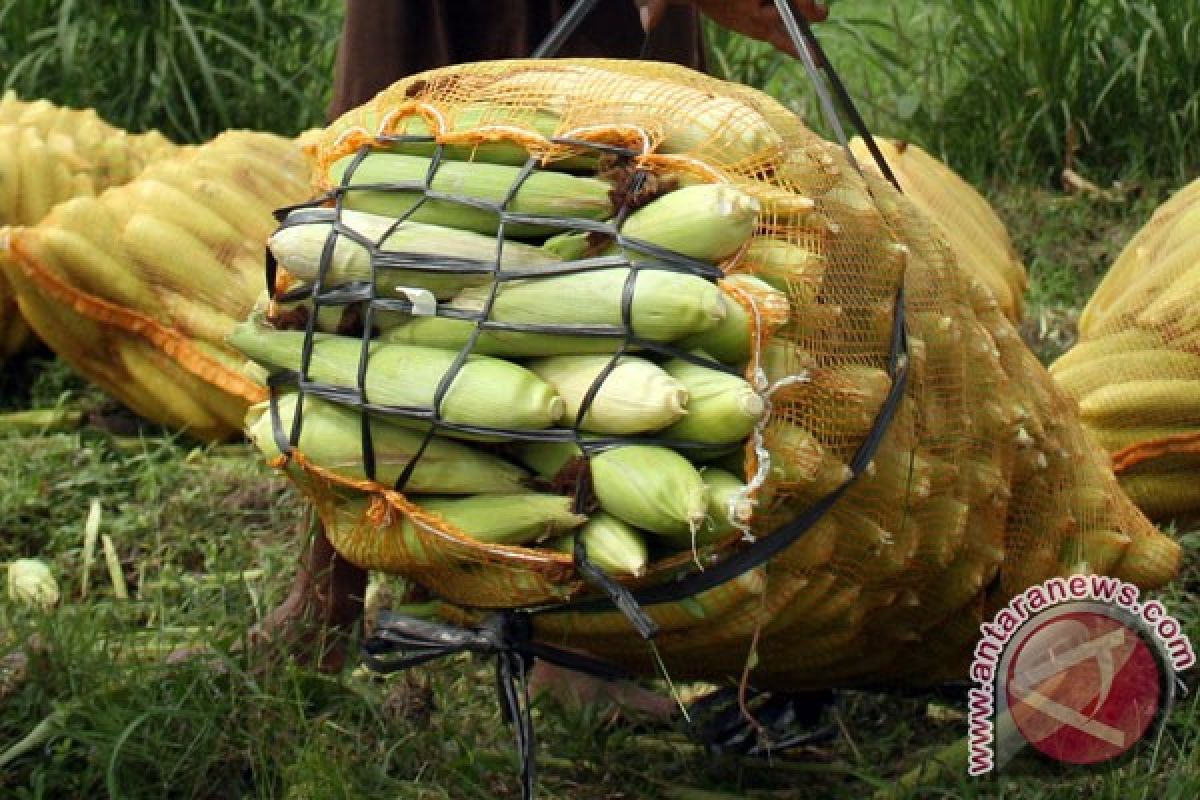 TNI buka 300 hektare bibit jagung di Aceh Barat
