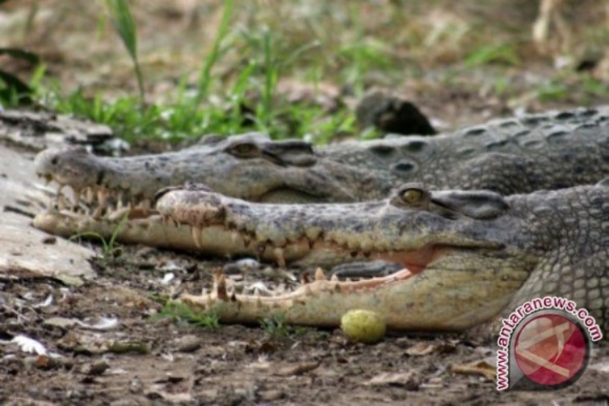 Warga minta BKSDA tangkap buaya pemangsa ayam