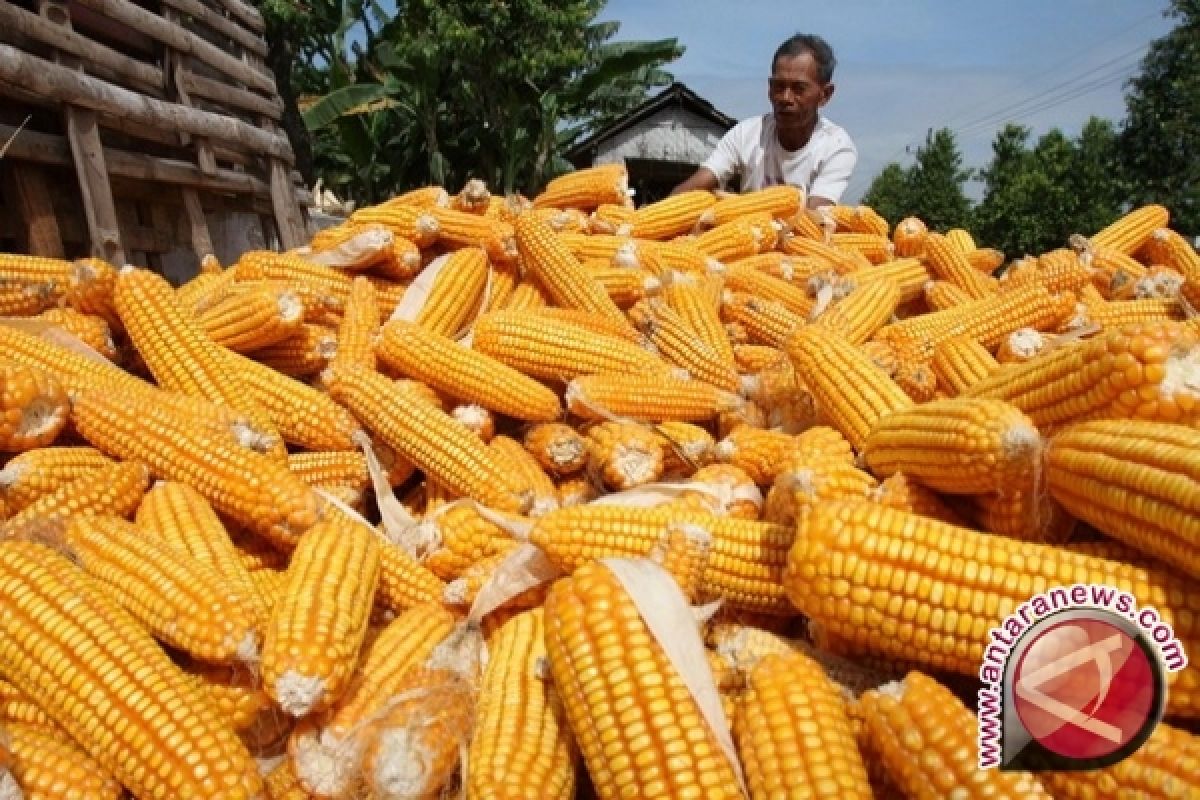 Stok Jagung di Babel Cukup