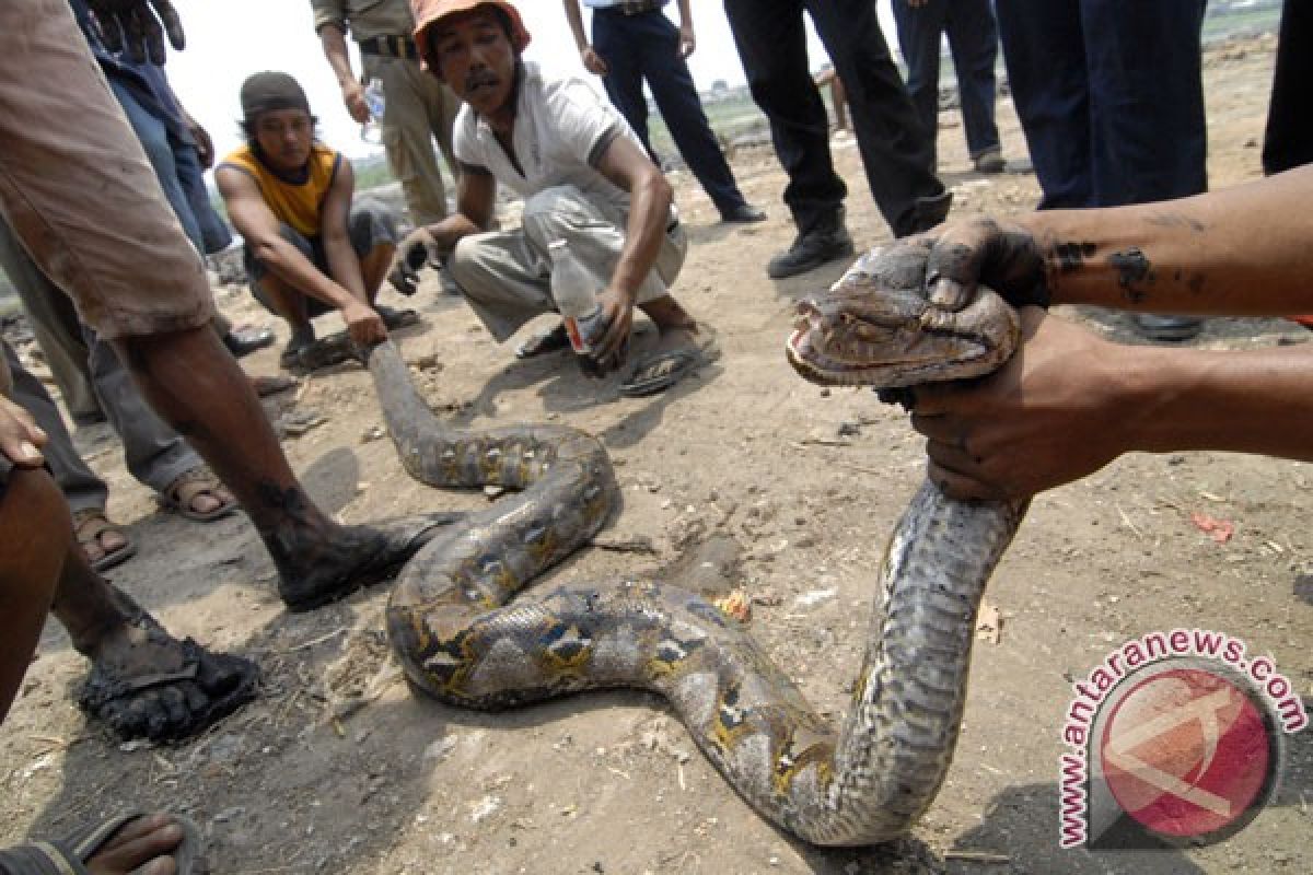 Warga tangkap ular piton di lokasi banjir