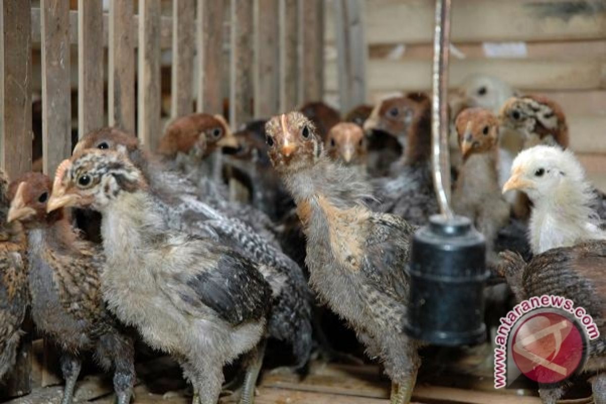 Pemkab Larang Warga Huntu Jual Ternak Ayam