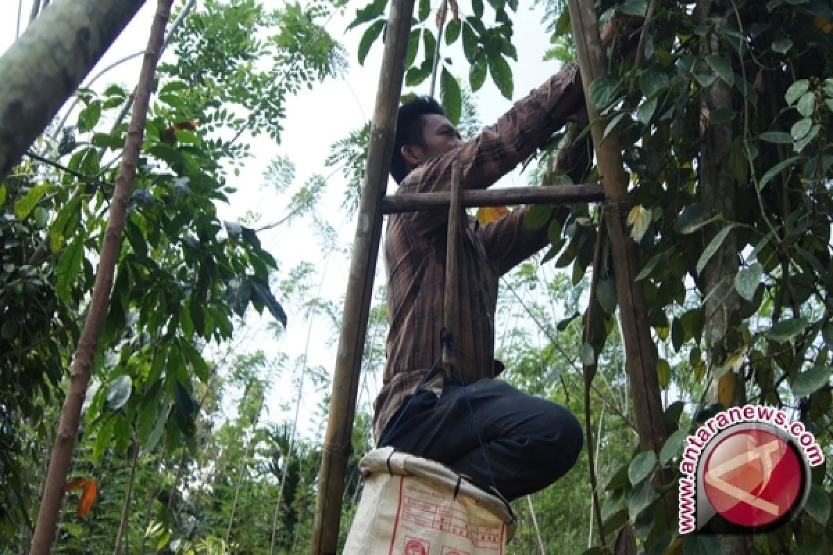 Bupati Bangka Ajak Petani Kembali Tanam Lada