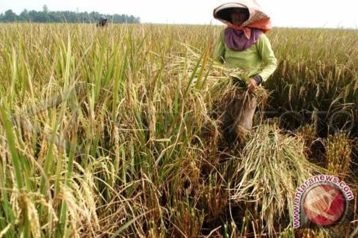 Bangka Barat Targetkan Produksi Gabah 7.336 Ton