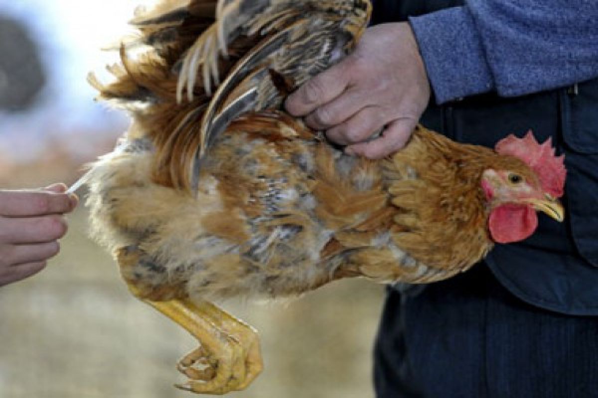 Three detained for spreading H7N9 rumor in SW China