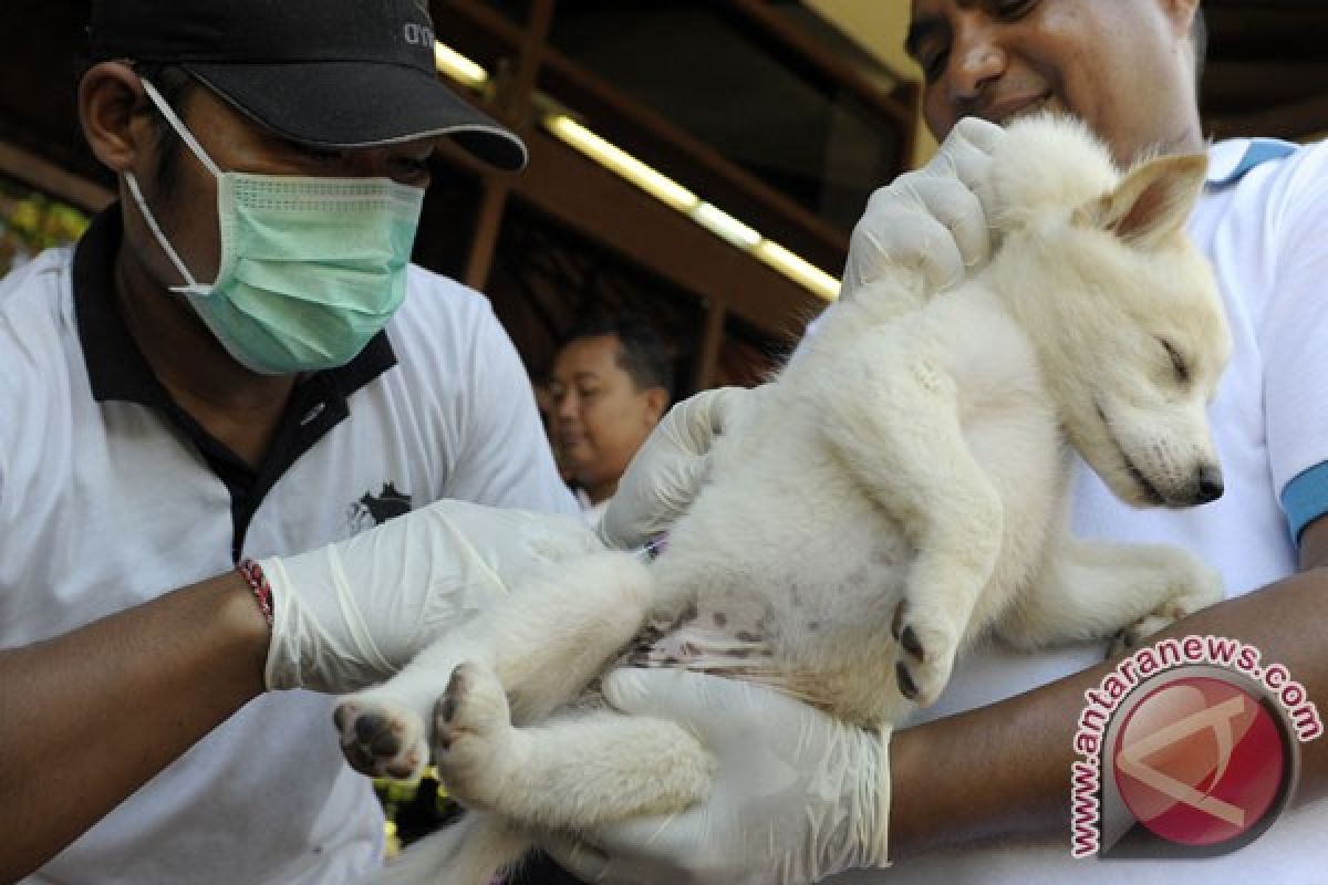 Sulteng kehabisan persediaan vaksin rabies