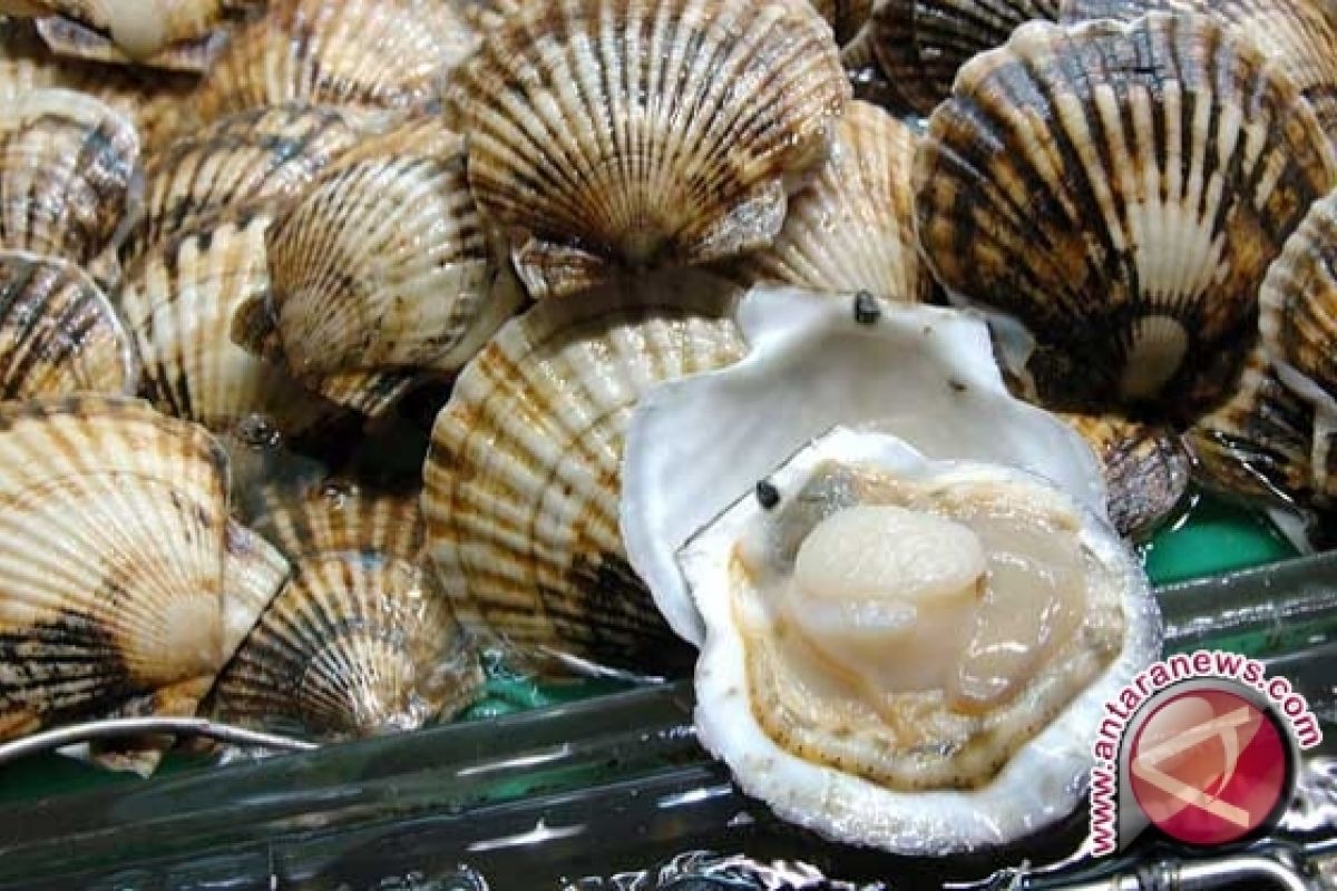 DKP Bangka Barat Dorong Produksi Kerang Berkelanjutan