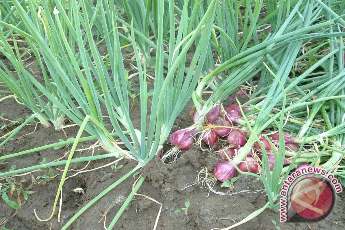 Pemprov Babel kembangkan tanaman bawang merah