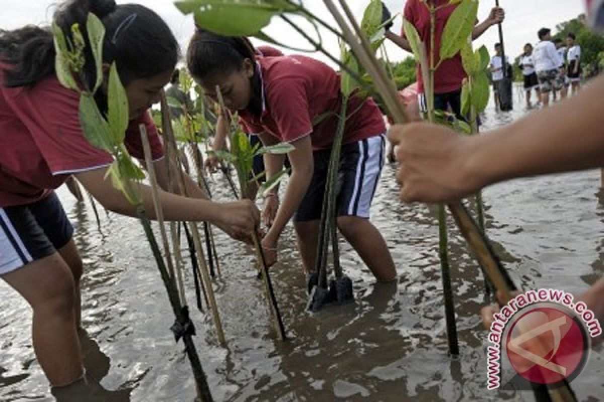 3,6 hektare bekas tambang Babel dihijaukan