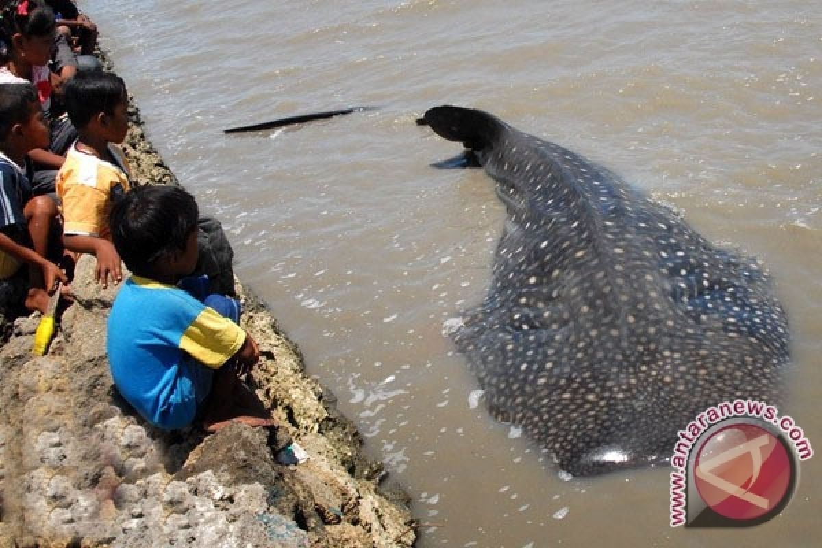  Warga bantu hiu kembali ke laut