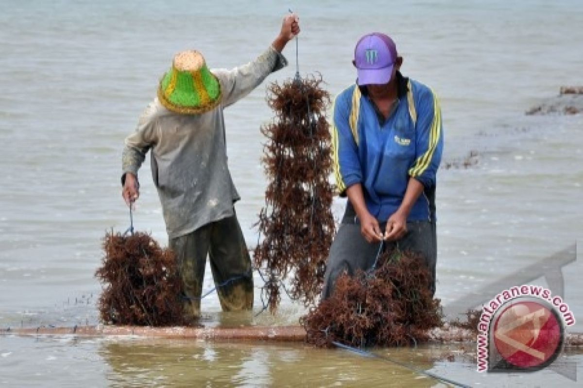 Rumput Laut, harta karun sektor kelautan nasional