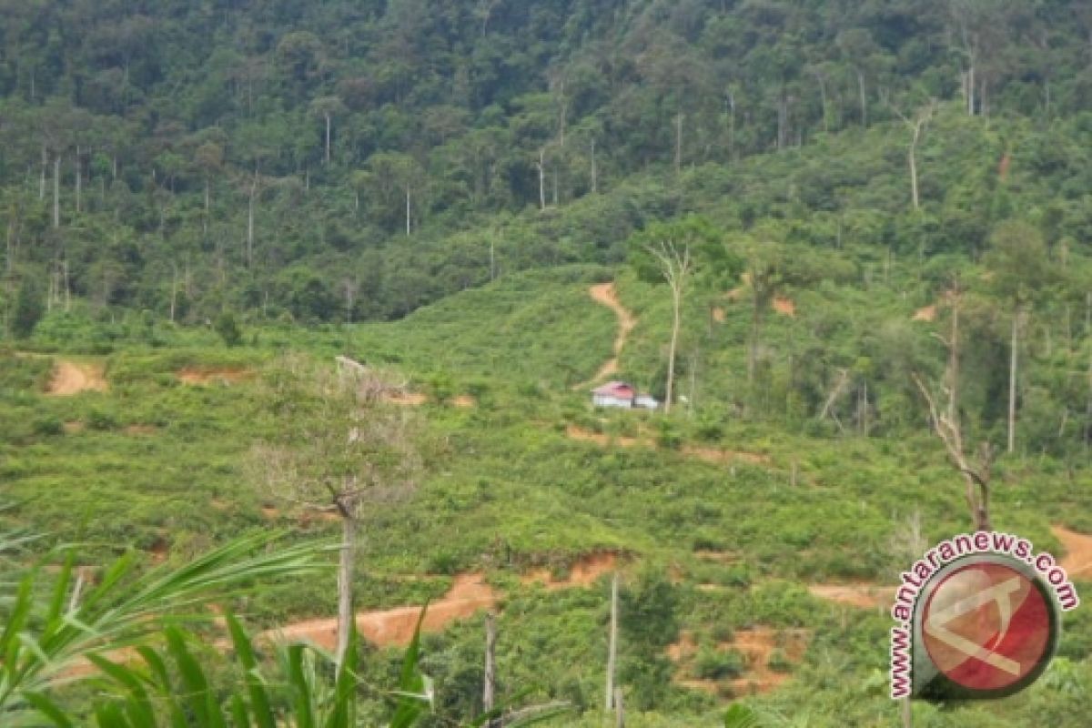 Aktivis lingkungan ragu laju eksploitasi hutan berkurang