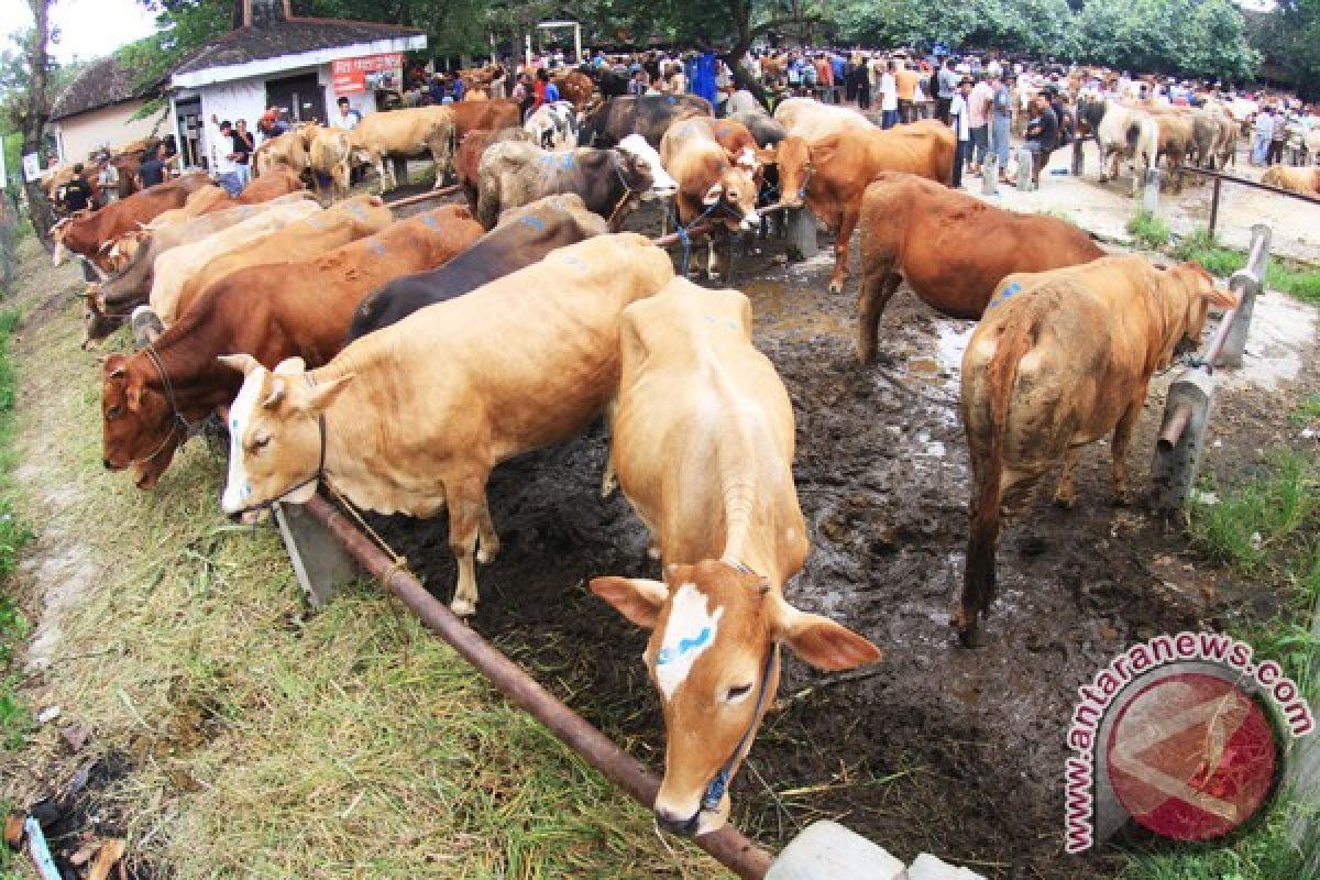 Harga daging sapi naik tipis  