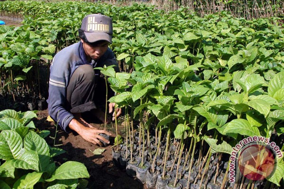 Binjai lestarikan lingkungan dengan tanam 2.000 pohon