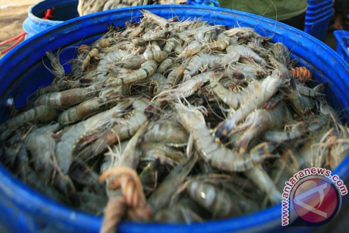 Harga udang Indonesia melambung