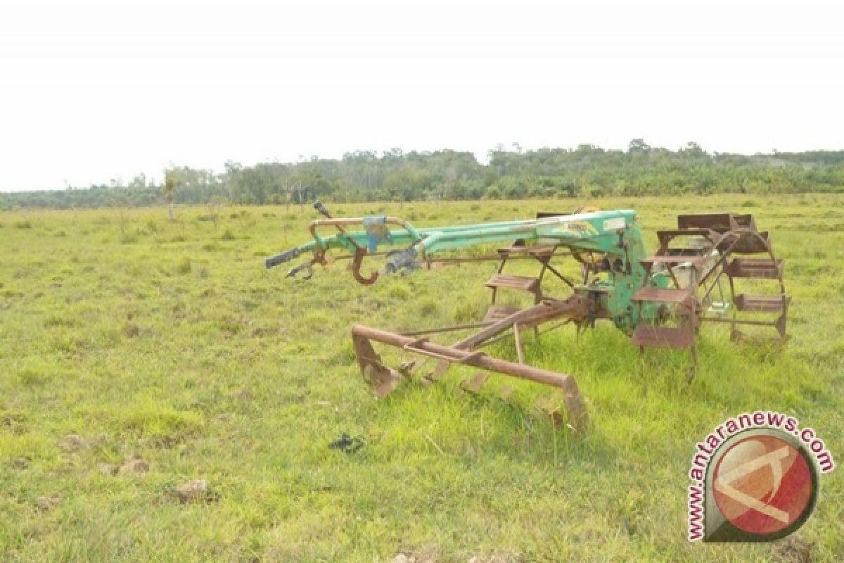 1.000 hektare sawah Pulau Buru terbengkalai