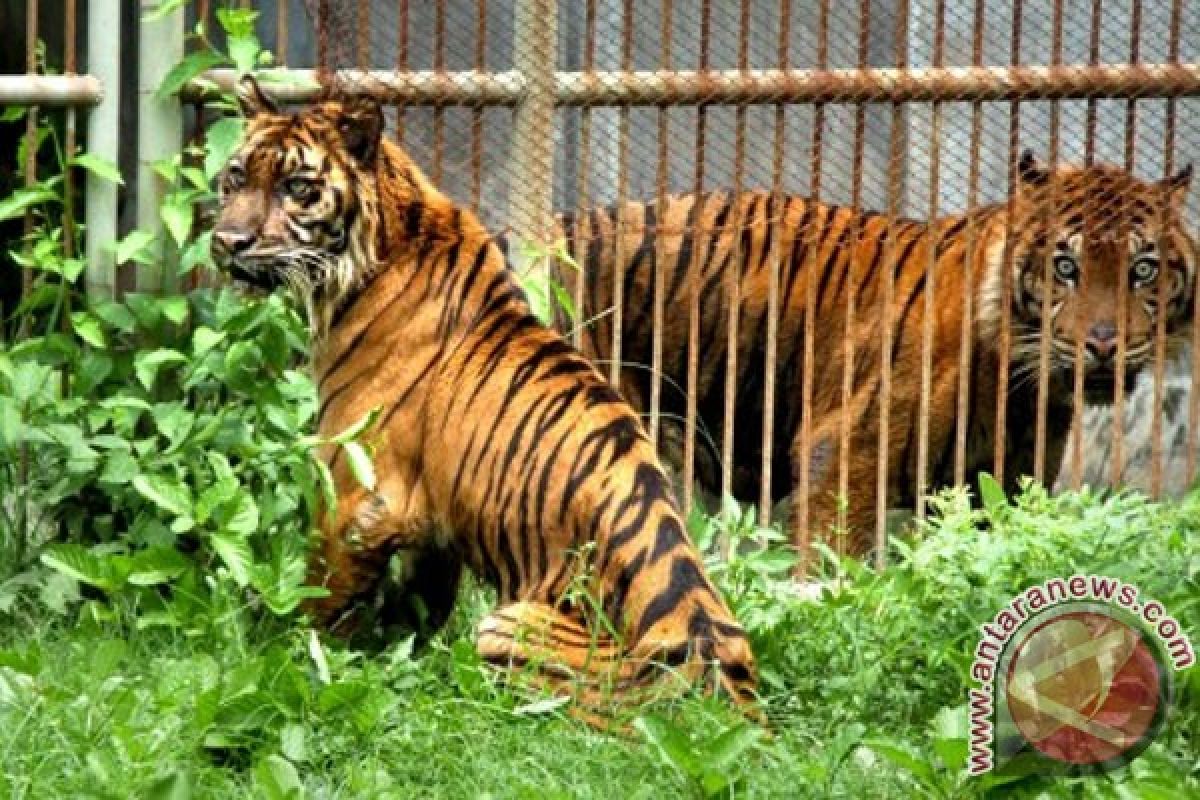 Saat harimau sumatera mengaum di Tierpark Berlin