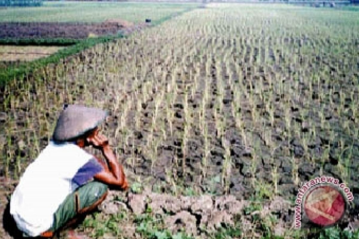 Dispertan imbau petani ganti varietas padi Ciherang 