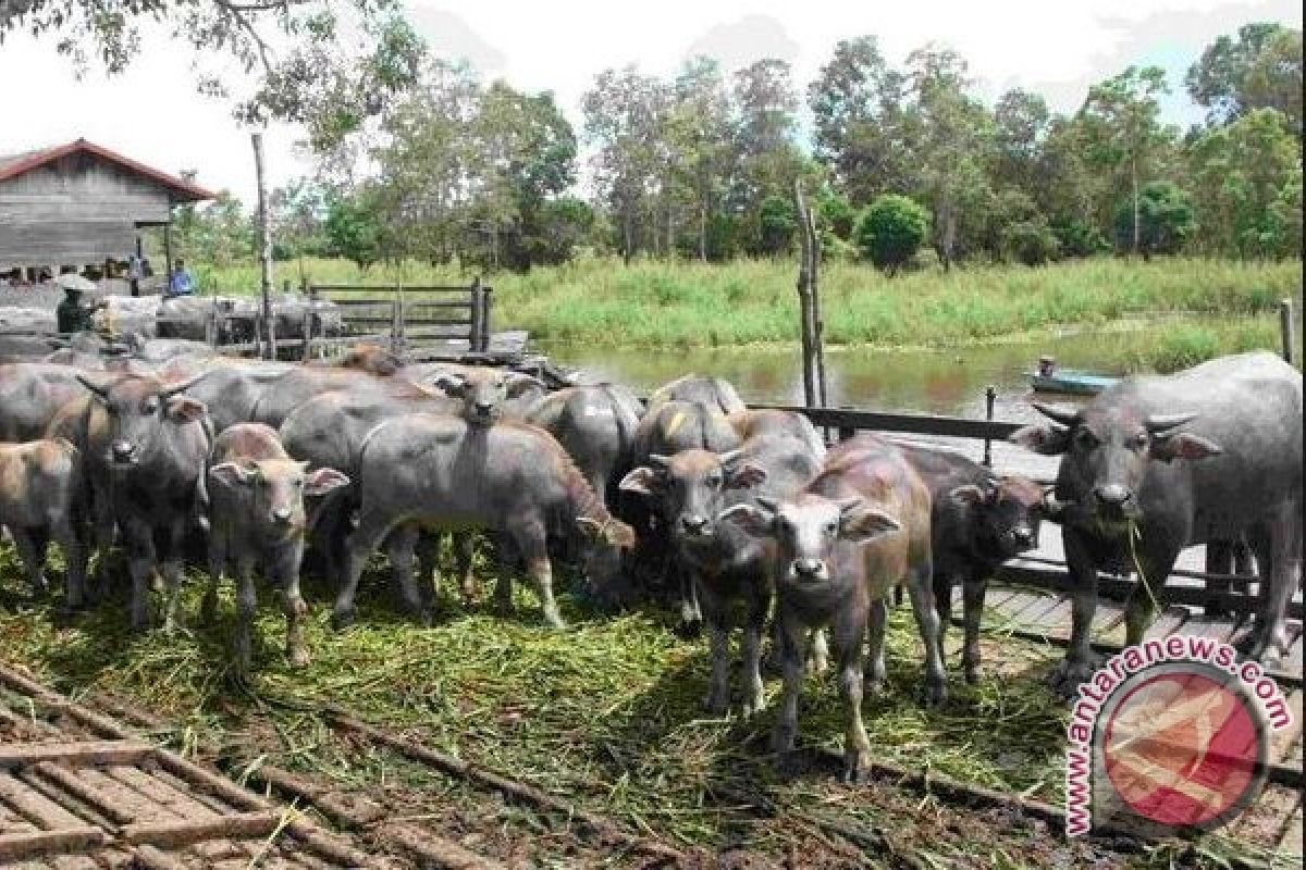 Investasi Kerbau Kalang di Kaltim Menjanjikan 