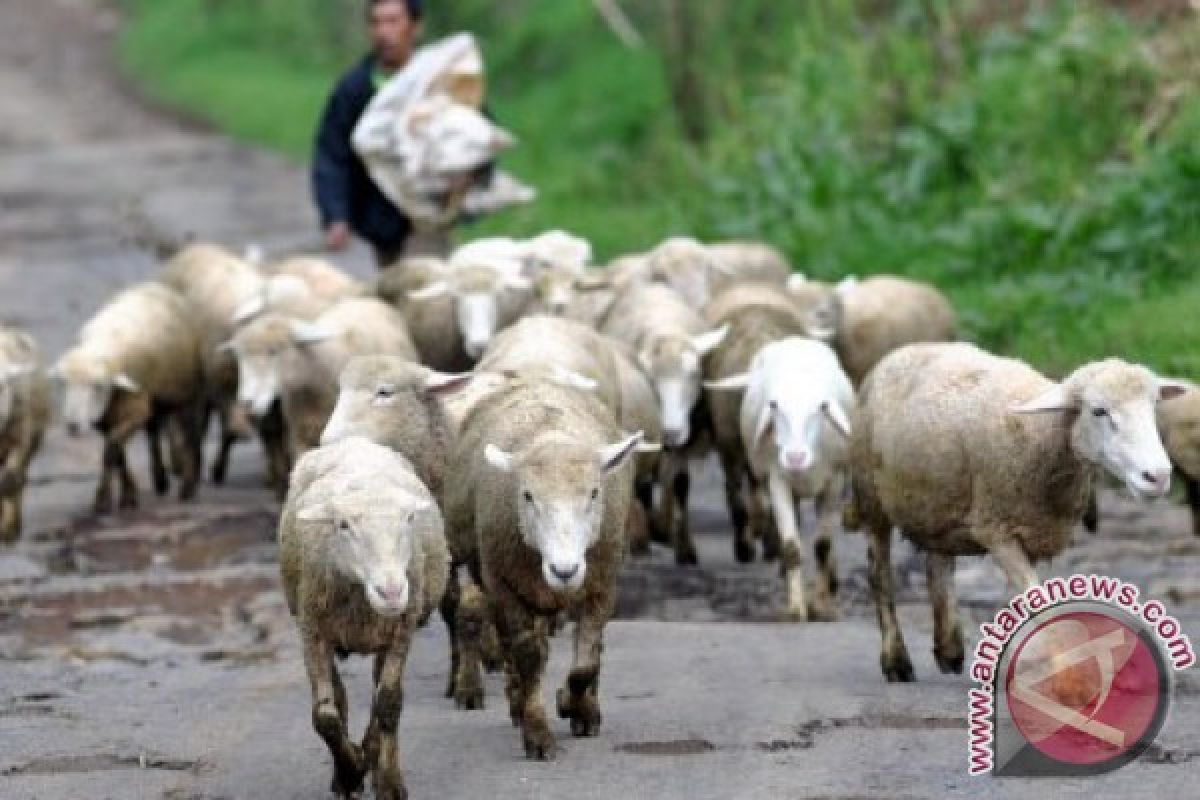 Pedagang domba di Lebak mulai ramai