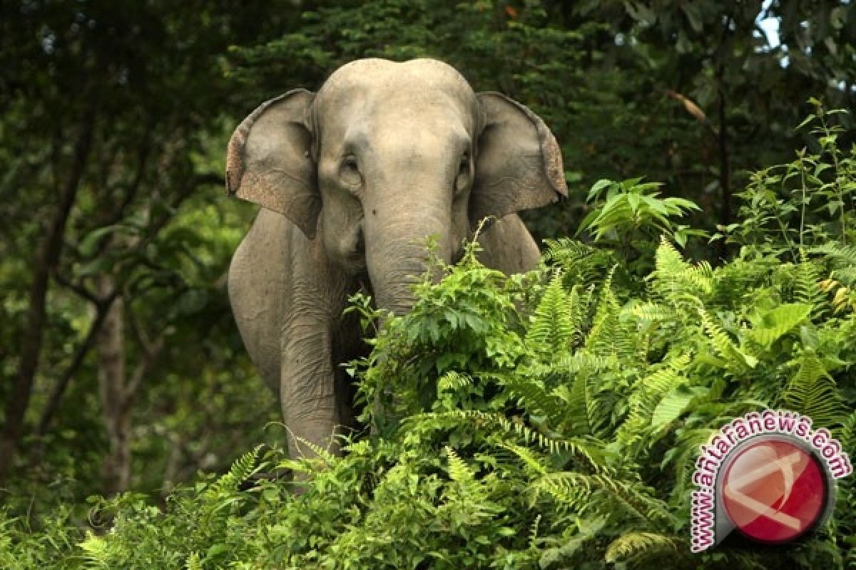 Gajah liar Riau kenakan kalung GPS