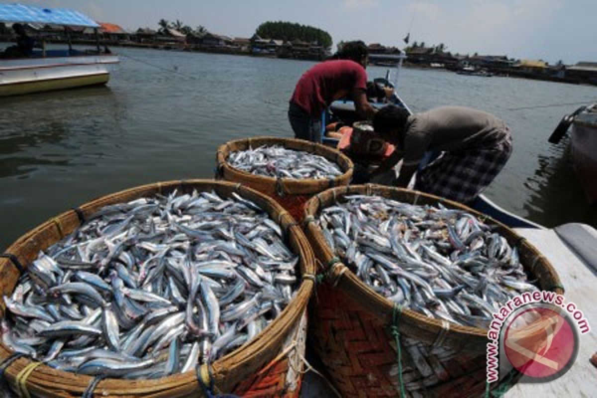 Pasokan Ikan Laut Ke Sampit Berkurang 