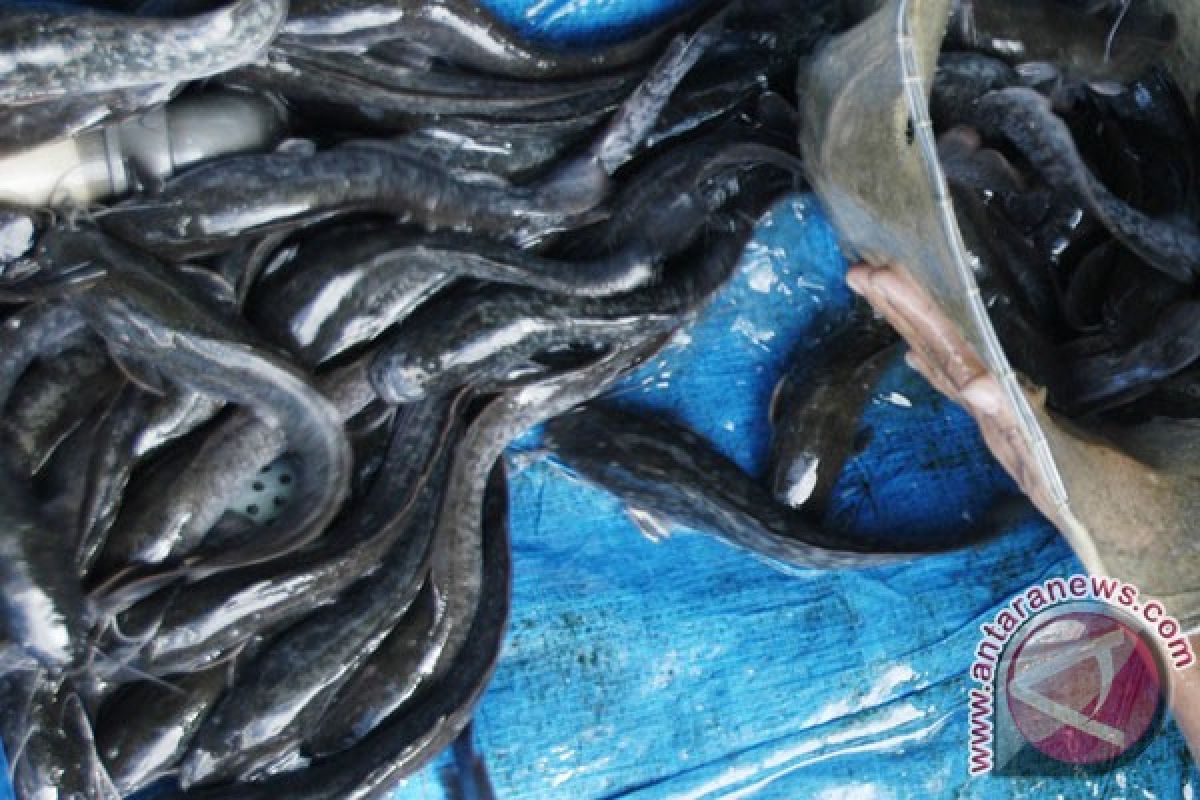 Potensi abon ikan lele di Pontianak