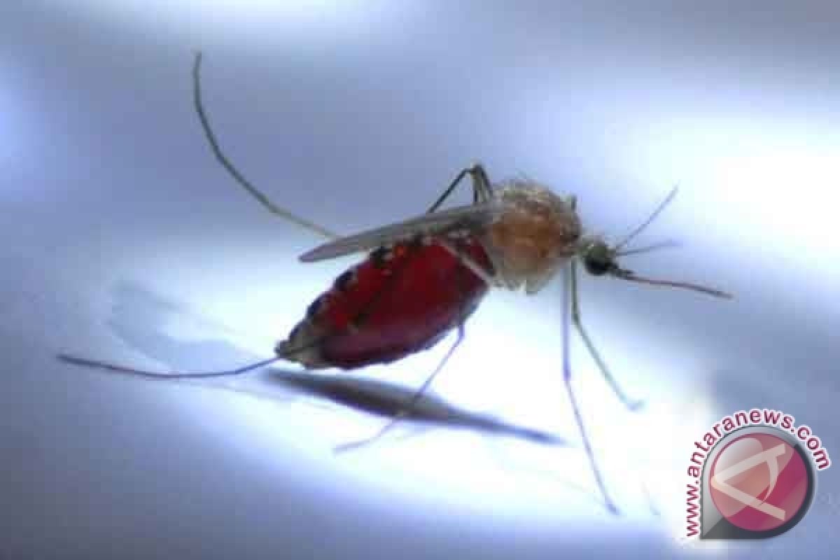 Peneliti Temukan Jenis Nyamuk Malaria Kebal Obat-obatan