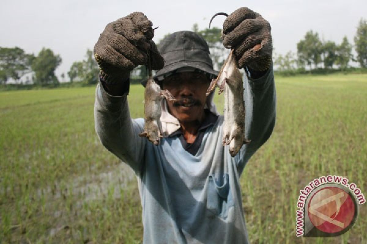 Tikus raksasa langka ditemukan di Kutai Timur