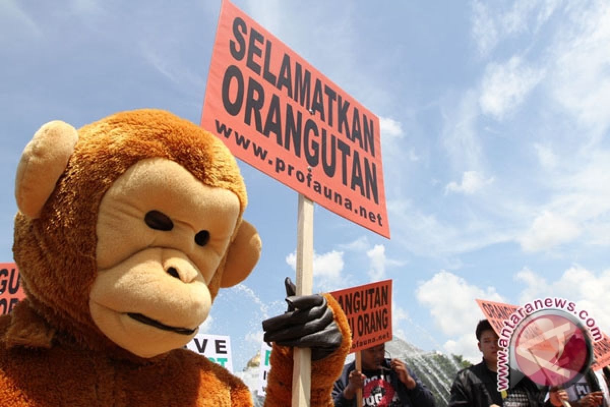 Empat Aktivis kampanyekan pelestarian orang utan