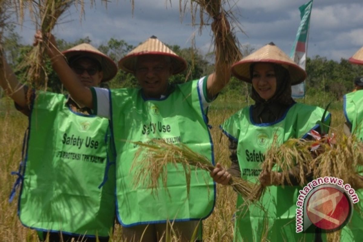 Gubernur dan Bupati Panen Raya di Desa Semangkok