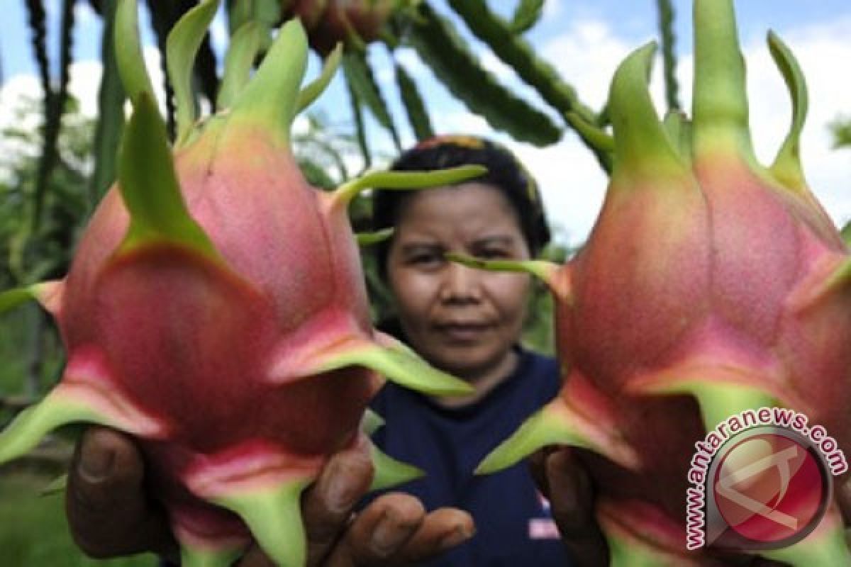 Enam alasan buah naga bagus untuk kesehatan