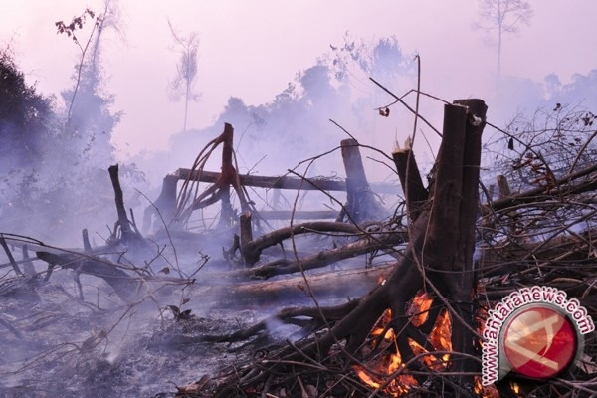 Kebakaran Lahan Masih Marak Di Kotawaringin Timur 