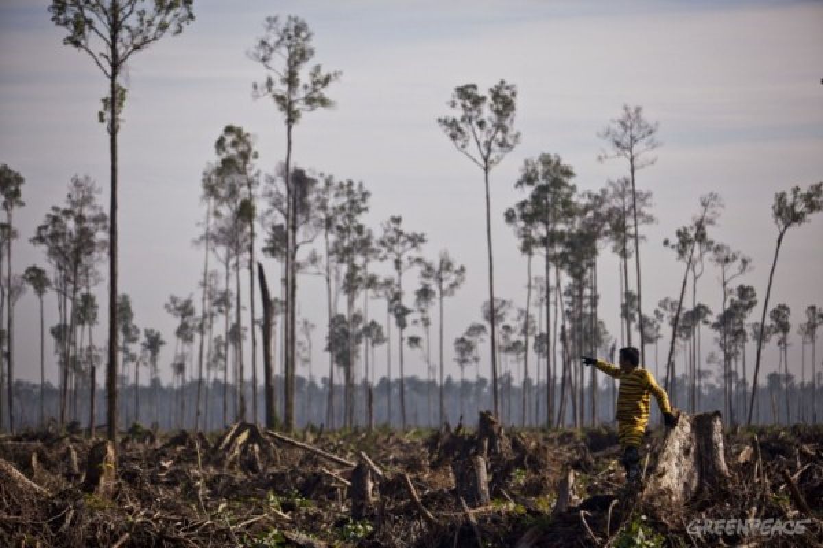 185,5 hektare lahan Rokan Hilir terbakar