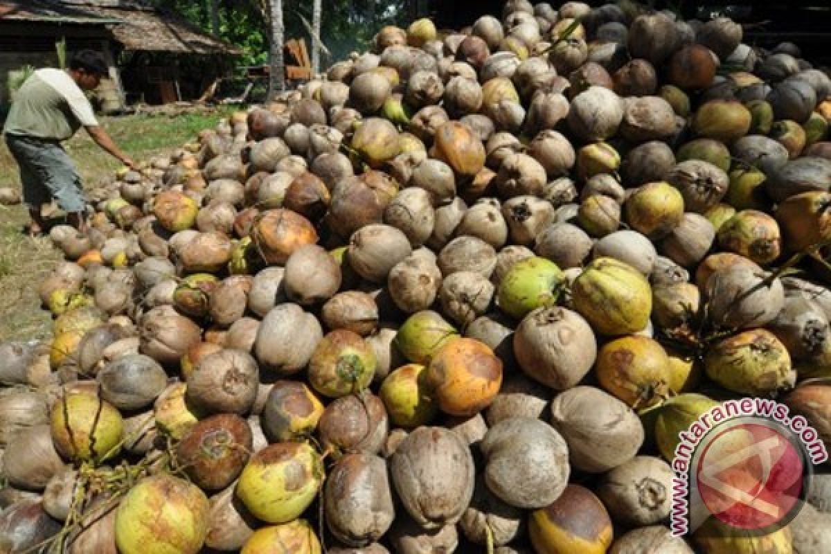 Padang Pariaman hasilkan 35,6 ribu ton kelapa