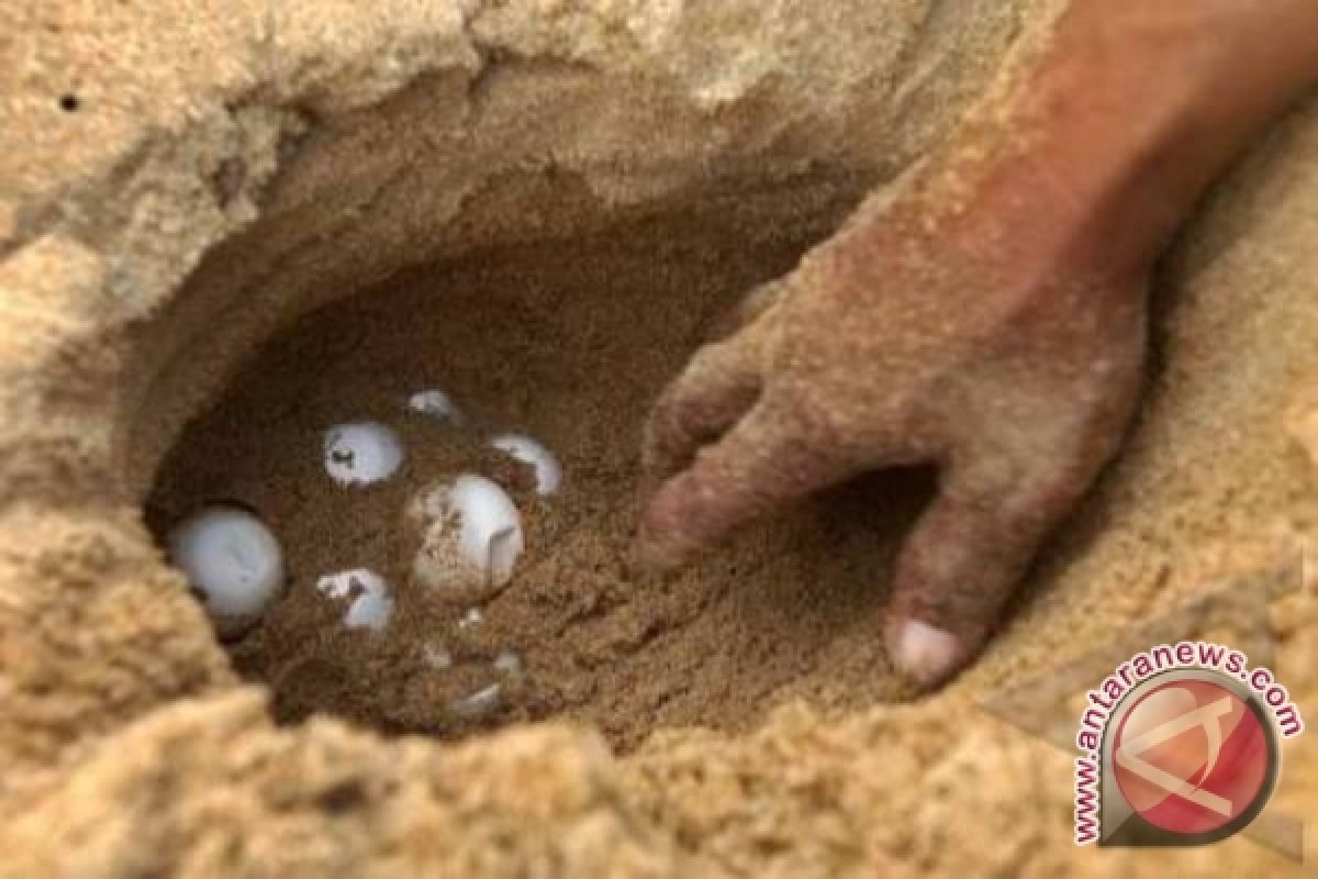 BKSDA selamatkan 184 telur penyu dari pantai