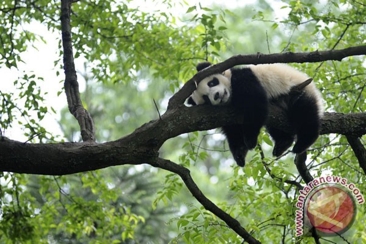 45 panda dilahirkan setelah gempa Wenchuan