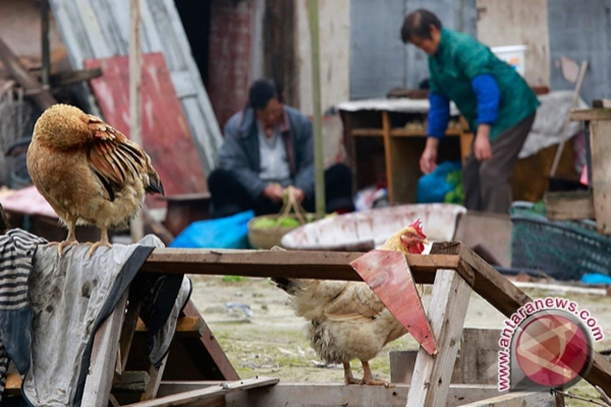 Warga China orang pertama terinfeksi flu burung H10N3