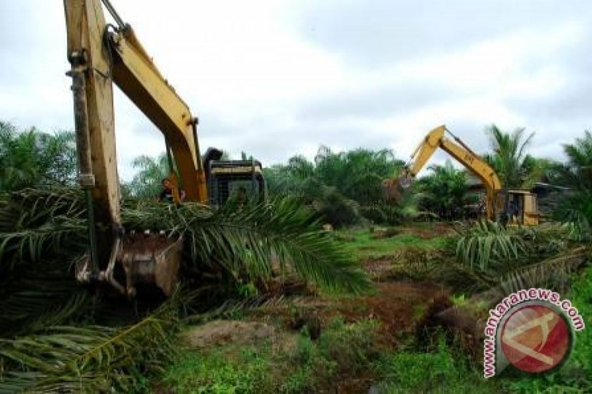 Warga Ibul terpaksa rambah perkebunan kelapa sawit GSBL