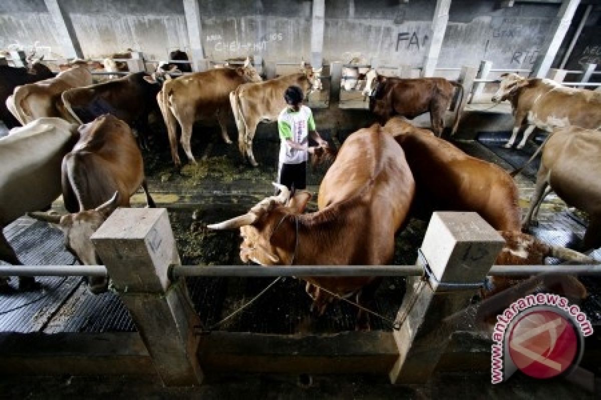 Pemkab Sigi Target 5.000 Ekor Sapi Bunting 