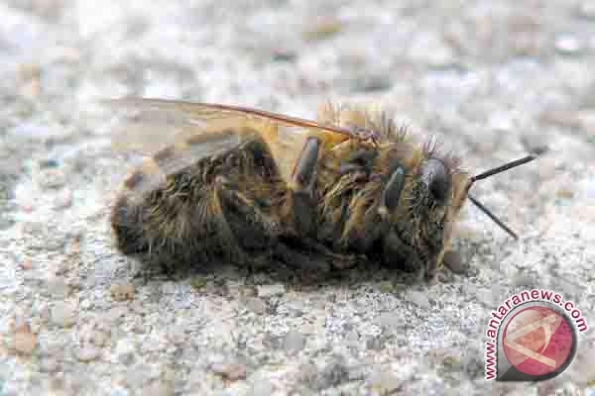 Lebah Lukai 30 Orang Di Satu Sekolah di China 