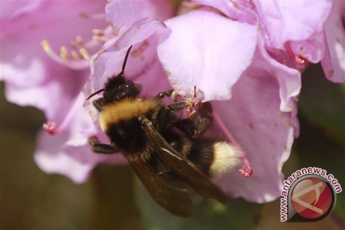 Eropa Bisa Larang Pestisida Karena Bunuh Lebah