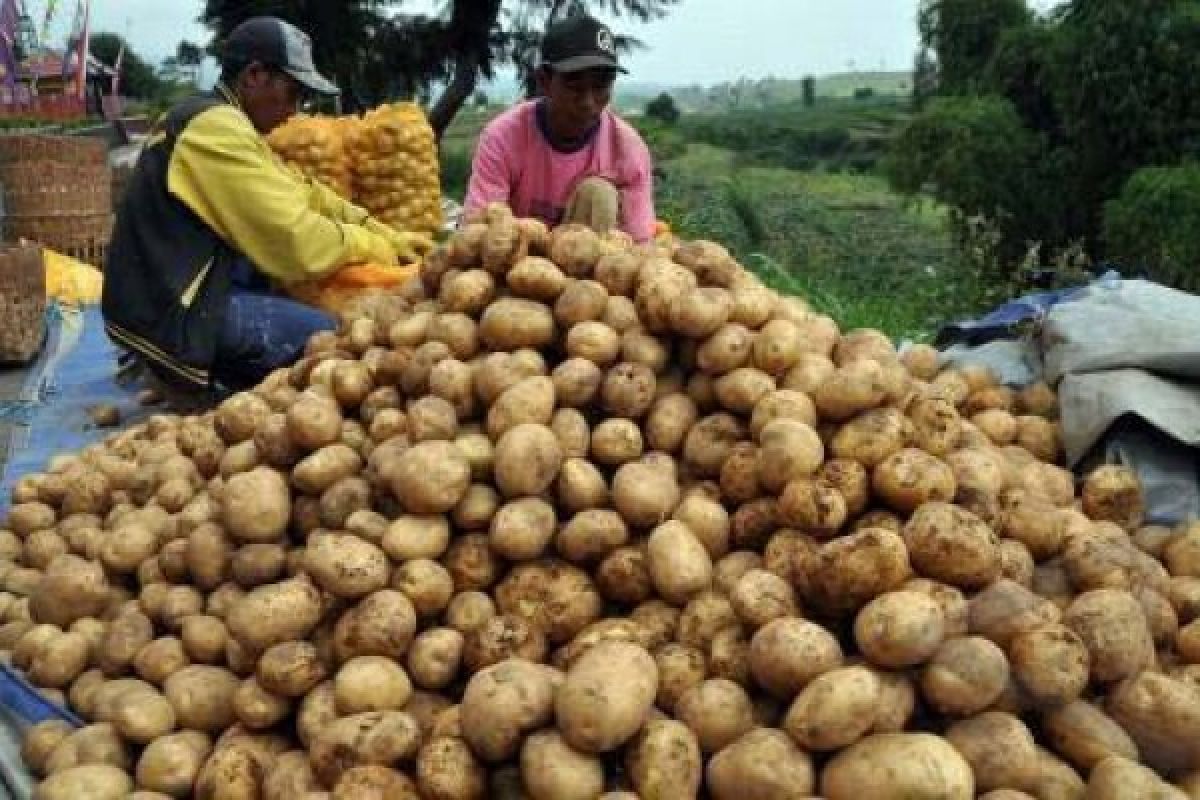 Petani Kentang Kawah Timbang Tekor Rp3,5 Miliar