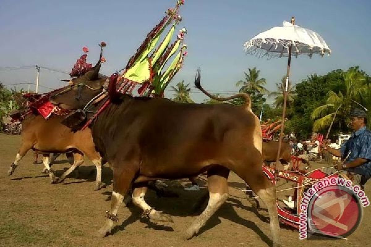 Sapi Gerumbungan Siap Meriahkan Festival Danau Kembar