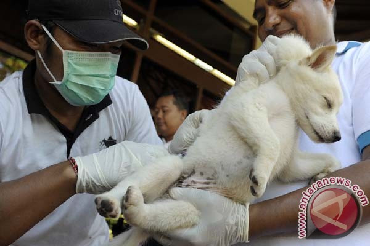 Vaksinasi Rabies di Bali Sasar 299.364 Anjing