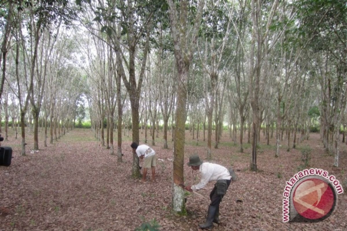   Ketersediaan Pupuk Tentukan Peningkatan Produktivitas Pertanian