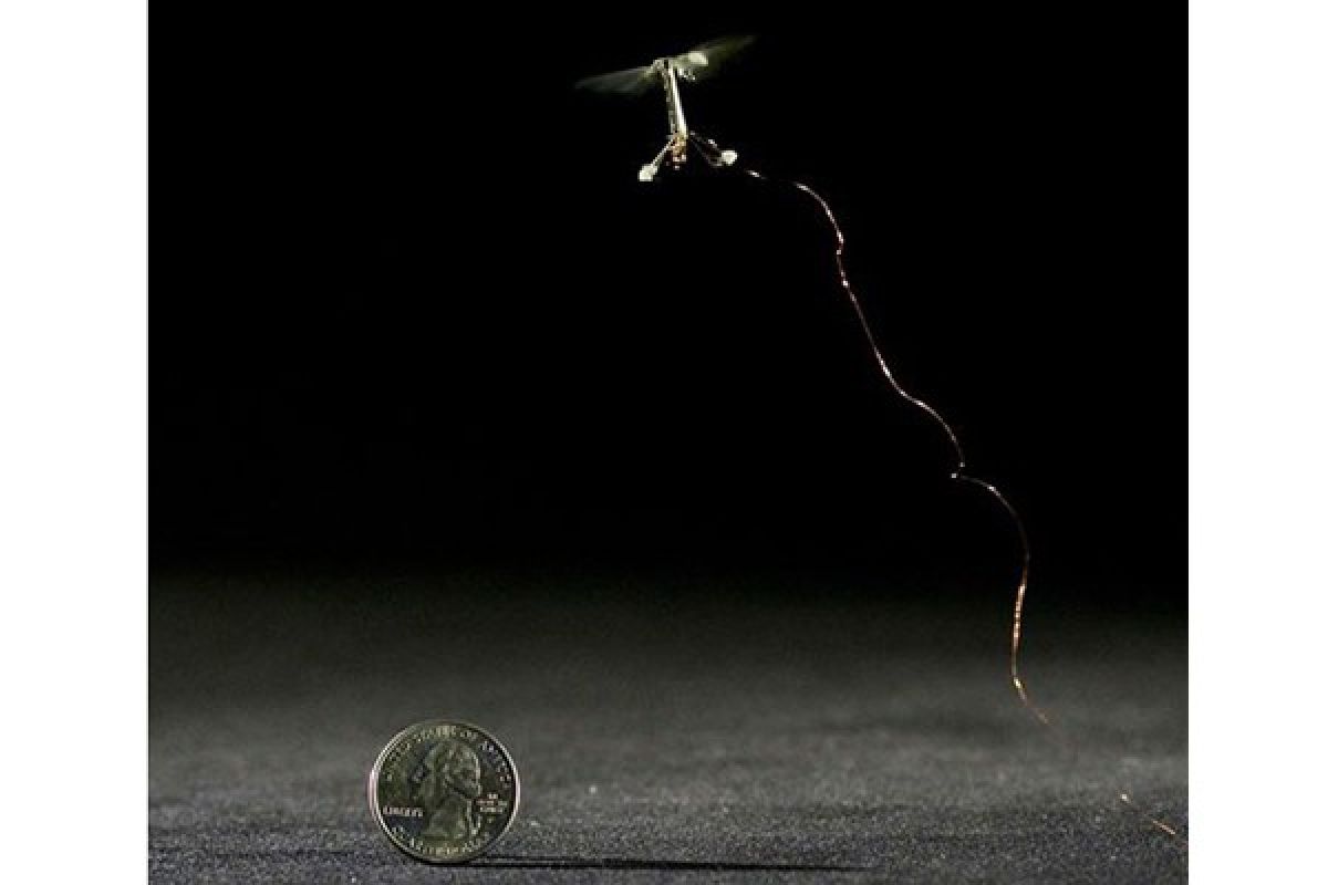Peneliti kembangkan robot terbang serupa serangga