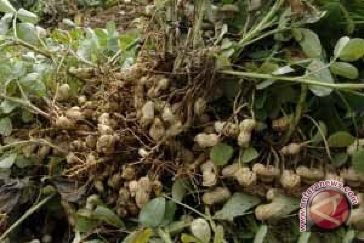 Kulit Kacang Tanah Mengandung Antioksidan