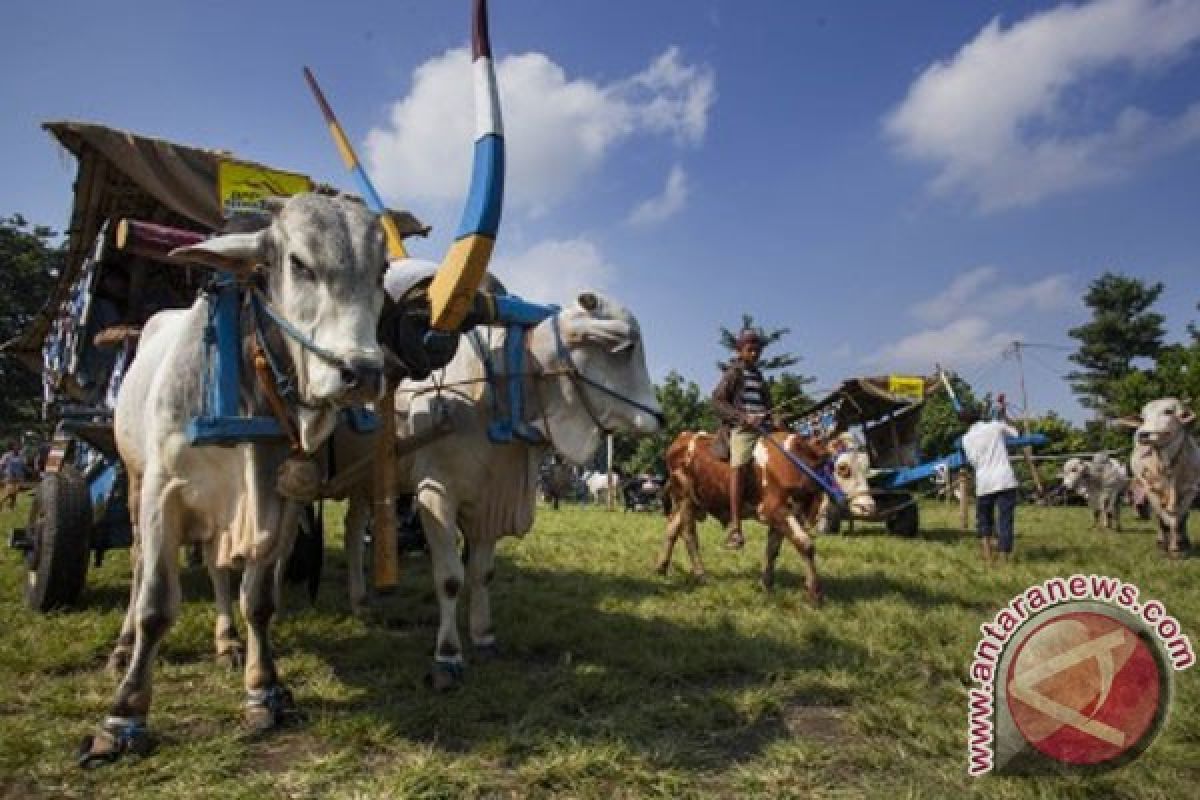 Yogyakarta gelar Festival Gerobak Sapi