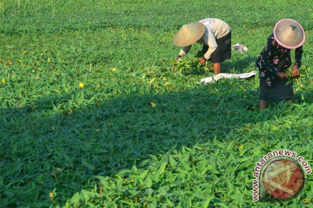 Benih kangkung petani Indonesia pun diekspor